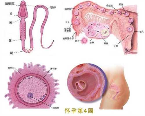 <b>成都有代孕的没有-在哪里可以找到代孕女孩_2022年去武汉中南医院做供卵试管婴</b>
